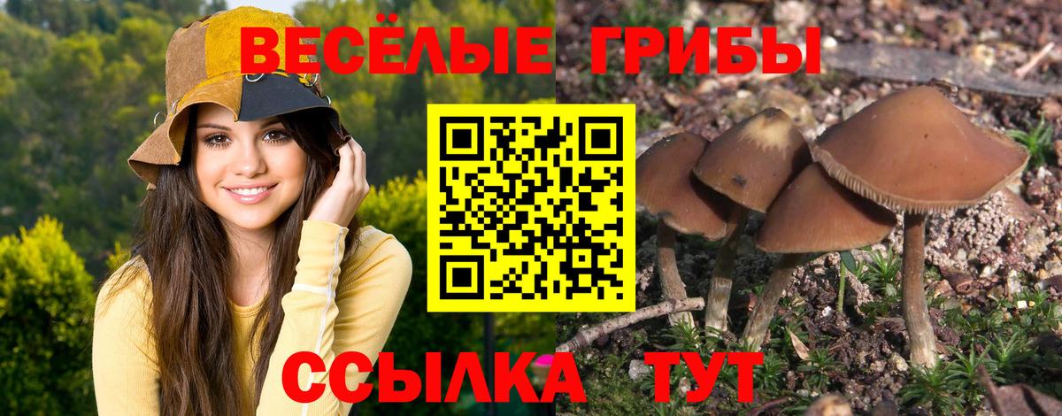 Псилоцибиновые грибы GOLDEN TEACHER Балашов